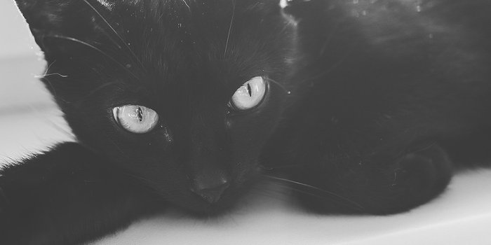 1440x2960 Cute black cat Galaxy Note 8 Wallpaper | Galaxy Note 8 Wallpaper