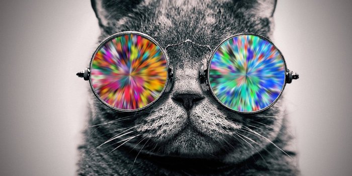 1920x1200 Short-haired gray cat, cat, glasses, animals, selective coloring HD