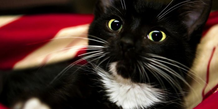 1280x1024 Free download samsung galaxy s3 wallpapers black cat wallpaperjpg