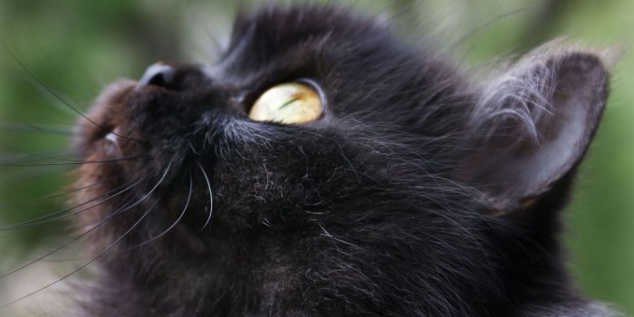 1280x800 Siamese Cat, Black Cat, Animal, Fauna, Tabby Cat Wallpaper for