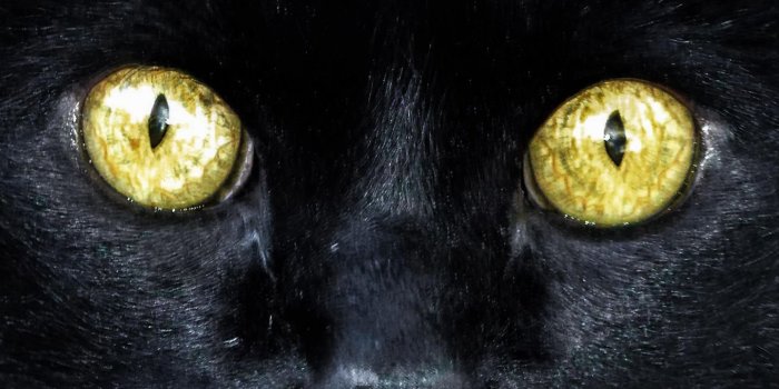 1440x2630 Downaload Black, cat, muzzle, yellow eyes, curious wallpaper