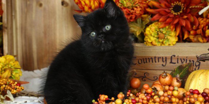 2560x1600 Black Cat HD wallpaper download