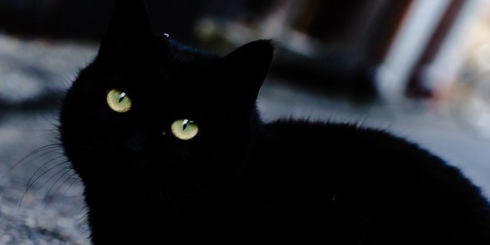 800x1280 800x1280 Black Cat Nexus 7,Samsung Galaxy Tab 10,Note Android