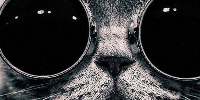 3200x1200 Cat With Glasses Wallpaper Big Glasses For A Cat Black - 4k Black