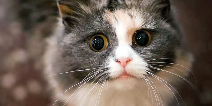 2160x1920 Black cat kitten | wallpaper.sc SmartPhone