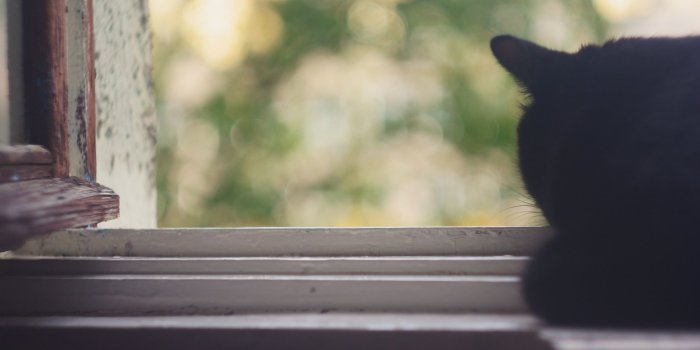 2560x1600 Download Black Cat Near Window HD Wallpaper - Wallpapers Printed