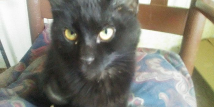 2560x1440 50+ Cat Storm Wallpapers - Download at WallpaperBro