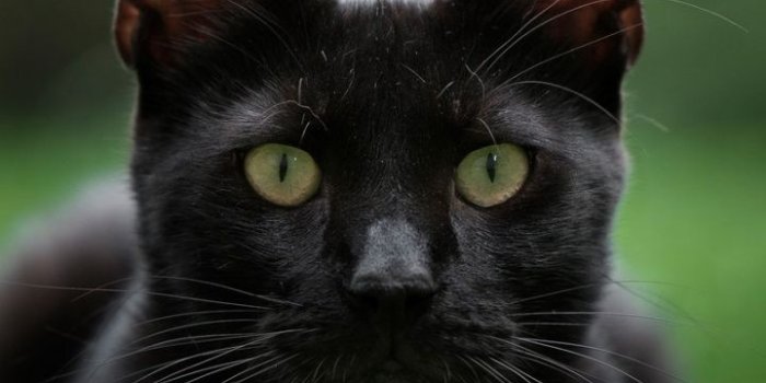 720x1280 Downaload Stare, grass, black cat, animal wallpaper, 720x1280