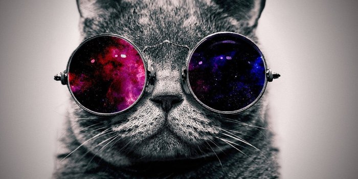 1920x1200 Cat Wallpaper (49+ images) on Genchi.info