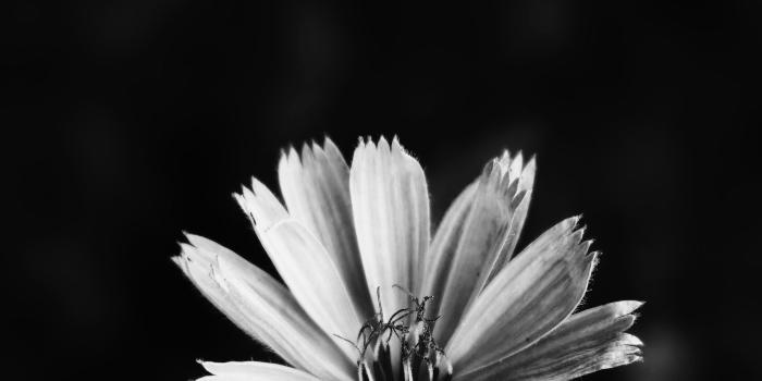 2137x3800 Free stock photo of beautiful flower, lockscreen wallpaper