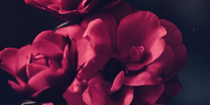 720x1280 Android Wallpaper - Beautiful Red Roses Phone Wallpaper Lockscreen