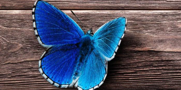 1000x1600 Download Beautiful Blue Butterfly Free Pure 4K Ultra HD Mobile Wallpaper