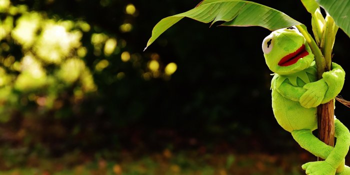 3200x2400 wallpaper toy, kermit the frog, plant HD : Widescreen : High