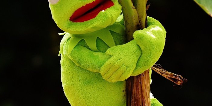 1440x2560 49+ Kermit the Frog