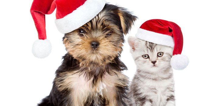 1179x1024 Wallpapers Puppy Kittens Yorkshire terrier cat Dogs New year Winter