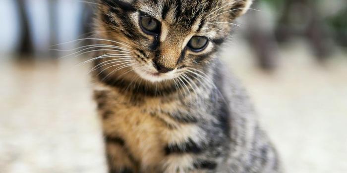 1000x1333 100+ Kitten Images | Download Free Images on Unsplash