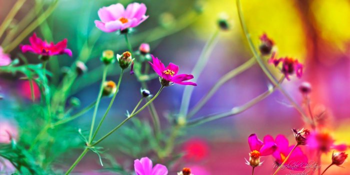 1600x900 Iphone Wallpaper HD Flowers Wallpapers Free Flawless Flower Hd