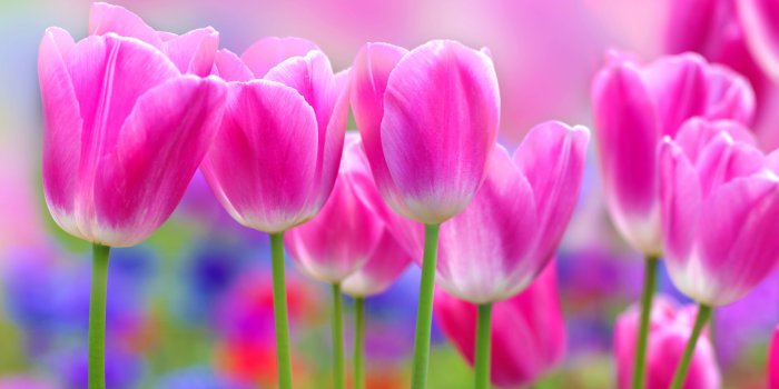 5304x3978 Full HD Flowers Wallpapers Wallpaper Cave Valuable Flower Hd Awesome