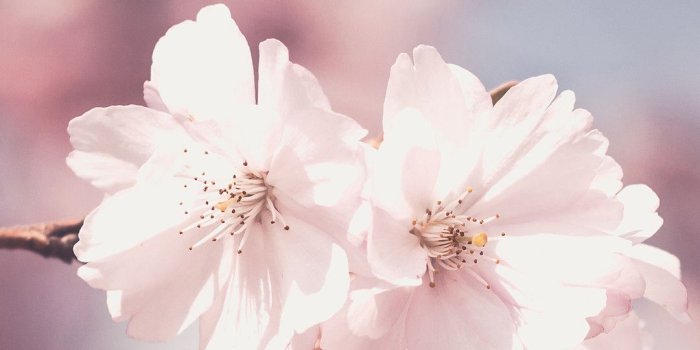 1080x1920 71+ Pink Flower Wallpapers on WallpaperPlay