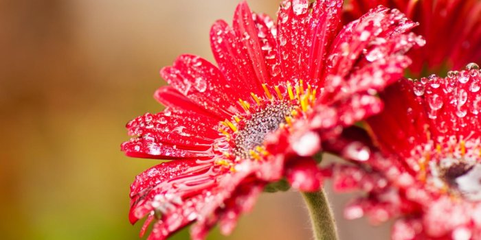 1280x720 Flower hd wallpaper - SF Wallpaper