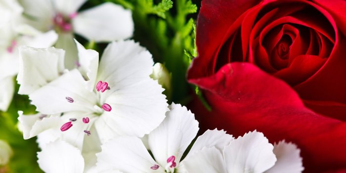 2560x1440 Colourful Flower Wallpapers