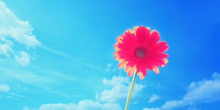 1920x1080 47+] HD Flower Wallpapers 1080p on WallpaperSafari
