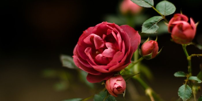 2560x1600 Rose Flower Wallpaper HD