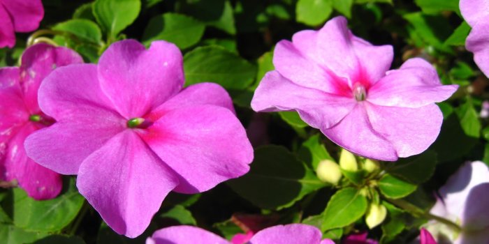 1920x1200 Flowers wallpapers, Flower photos, exotic flowers for your desktop