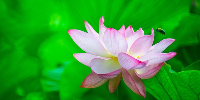 1600x1017 40 Beautiful Flower Wallpapers for your Desktop Mobile and Tablet