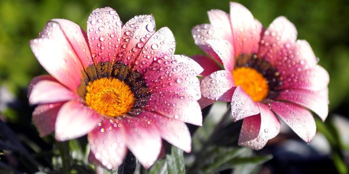 1920x1080 Beautiful Amazing Flower Water Drops HD Wallpaper Background | HD