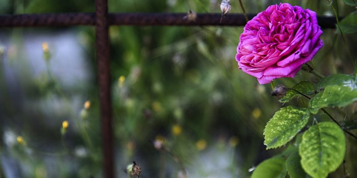 3840x2400 169+ Flower Backgrounds, Wallpapers, Pictures, Images | Design