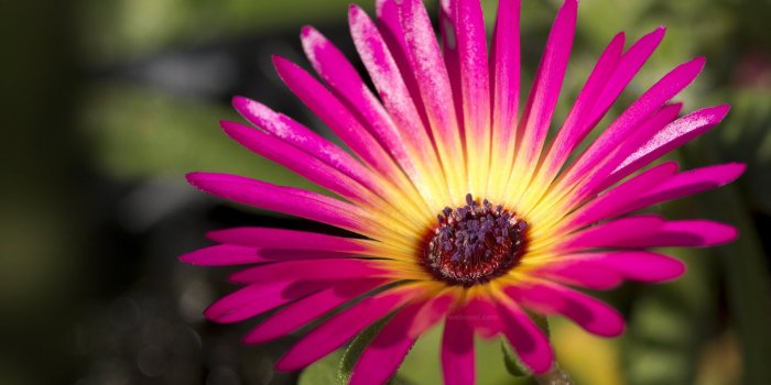 1920x1200 40 Beautiful Flower Wallpapers for your Desktop Mobile and Tablet