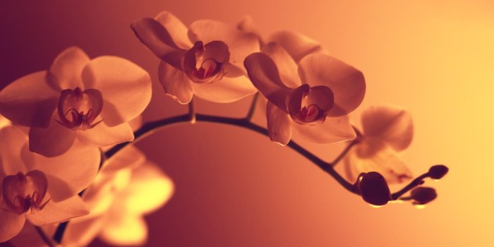 1920x1080 Flower Background Wallpaper (89+ images in Collection) Page 1