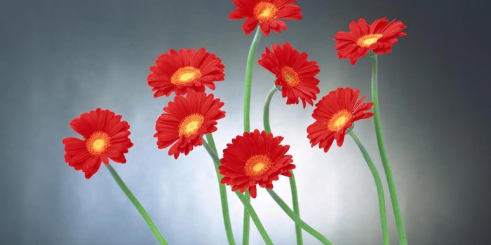 1920x1200 Flower Wallpaper Hd (25+)