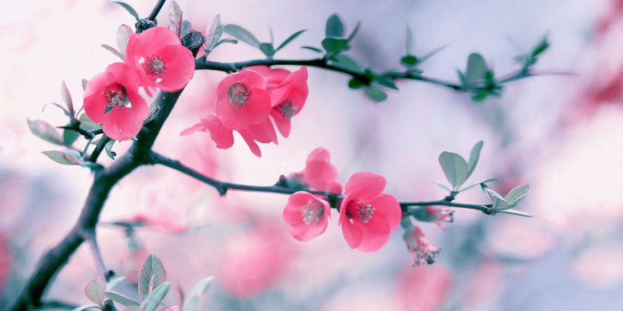 3840x2160 Pink Blossom Flowers, Spring ❤ 4K HD Desktop Wallpaper for 4K Ultra