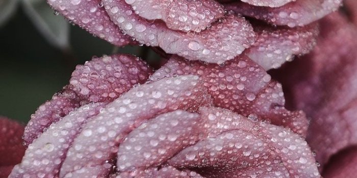 736x1308 27 Floral iPhone 7 Plus Wallpapers for a Sunny Spring | Preppy