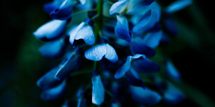 3840x2560 2636952 3840x2560 macro 4k free high def wallpaper | Flower