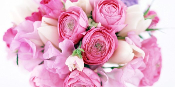 1500x1200 Pink Jasmine Flower Background Wallpaper 08010 - Baltana