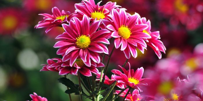 1920x1200 Cool Flowers HD wallpaper | 1920x1200 | #22721