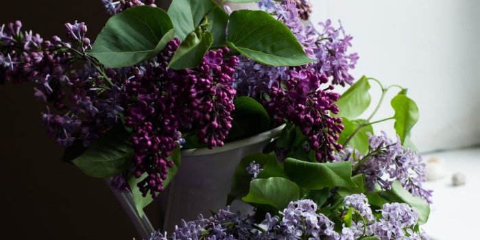 1000x1534 Flower Wallpapers: Free HD Download [500+ HQ] | Unsplash