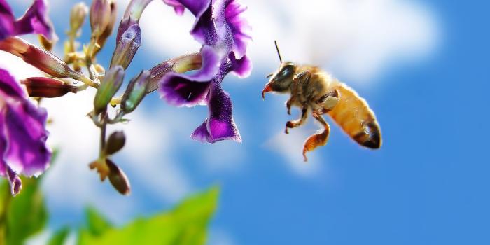 1920x1200 385 Bee HD Wallpapers | Background Images