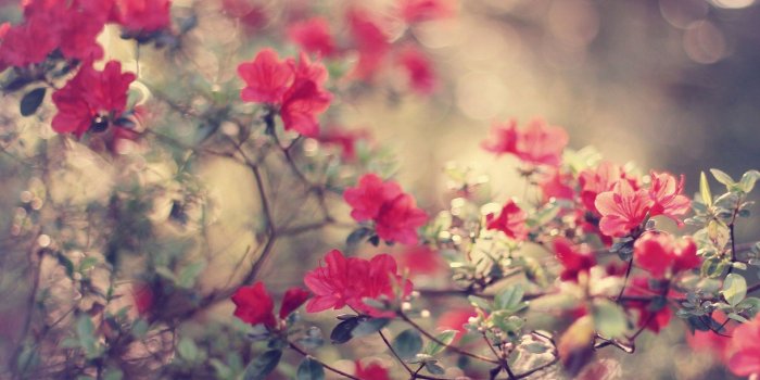 1920x1080 Flowers Hd Wallpaper (50+ images) on Genchi.info