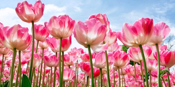 1600x1038 40 Beautiful Flower Wallpapers for your Desktop Mobile and Tablet