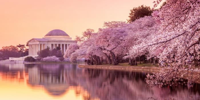 2048x958 Washington DC Cherry Blossom Wallpapers - Top Free Washington DC