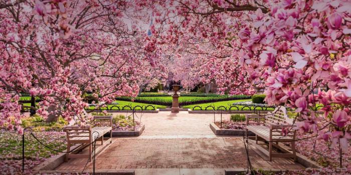 1920x1080 Bing HD Wallpaper Mar 31, 2018: Cherry blossoms at the National Mall