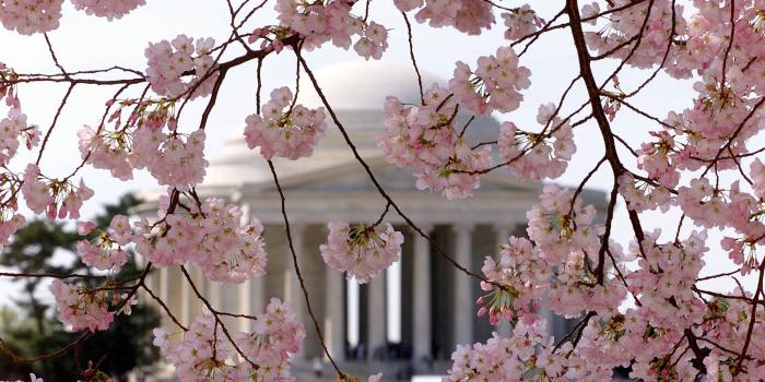 2000x1330 National Park Service revises peak Cherry blossom bloom dates | WTOP