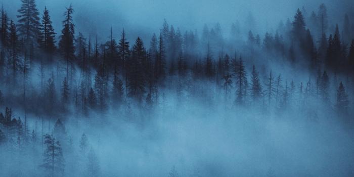 2048x2048 Dark Woods Aesthetic ❤ 4K HD Desktop Wallpaper for • Wide & Ultra