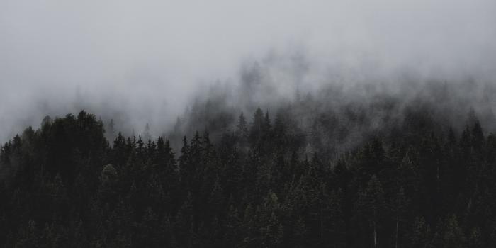 3648x2432 Conifer Desktop Wallpaper Fog - Black Forest, Hd Wallpapers