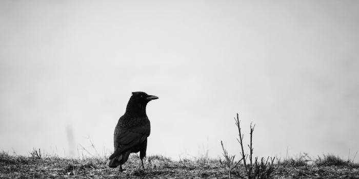 3840x2400 Download wallpaper 3840x2400 raven, bw, bird, grass 4k ultra hd 16