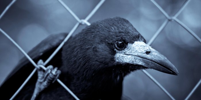 2560x1600 Raven Wallpapers